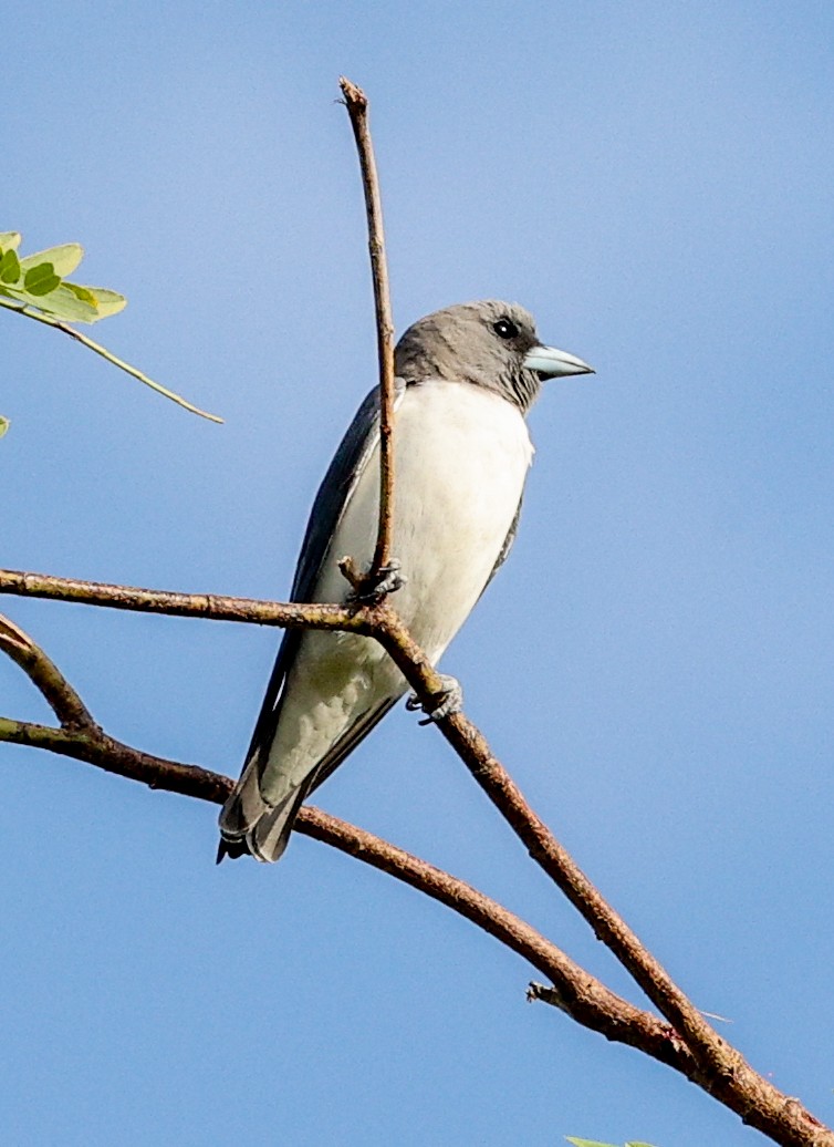 Weißbauch-Schwalbenstar - ML646452394