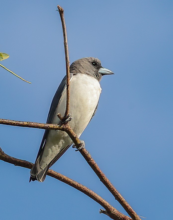 Weißbauch-Schwalbenstar - ML646452395