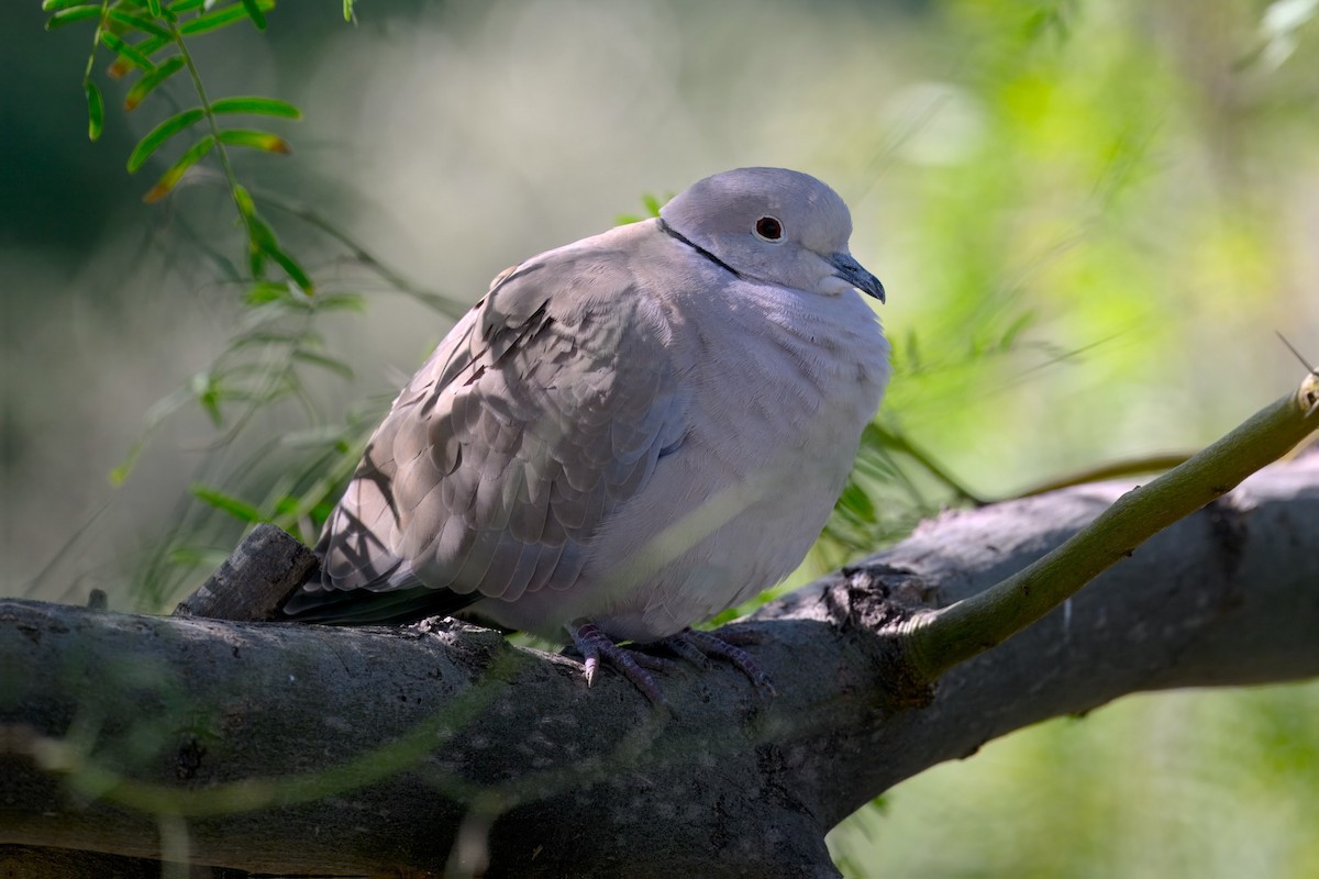 Eurasian Collared-Dove - ML646452396