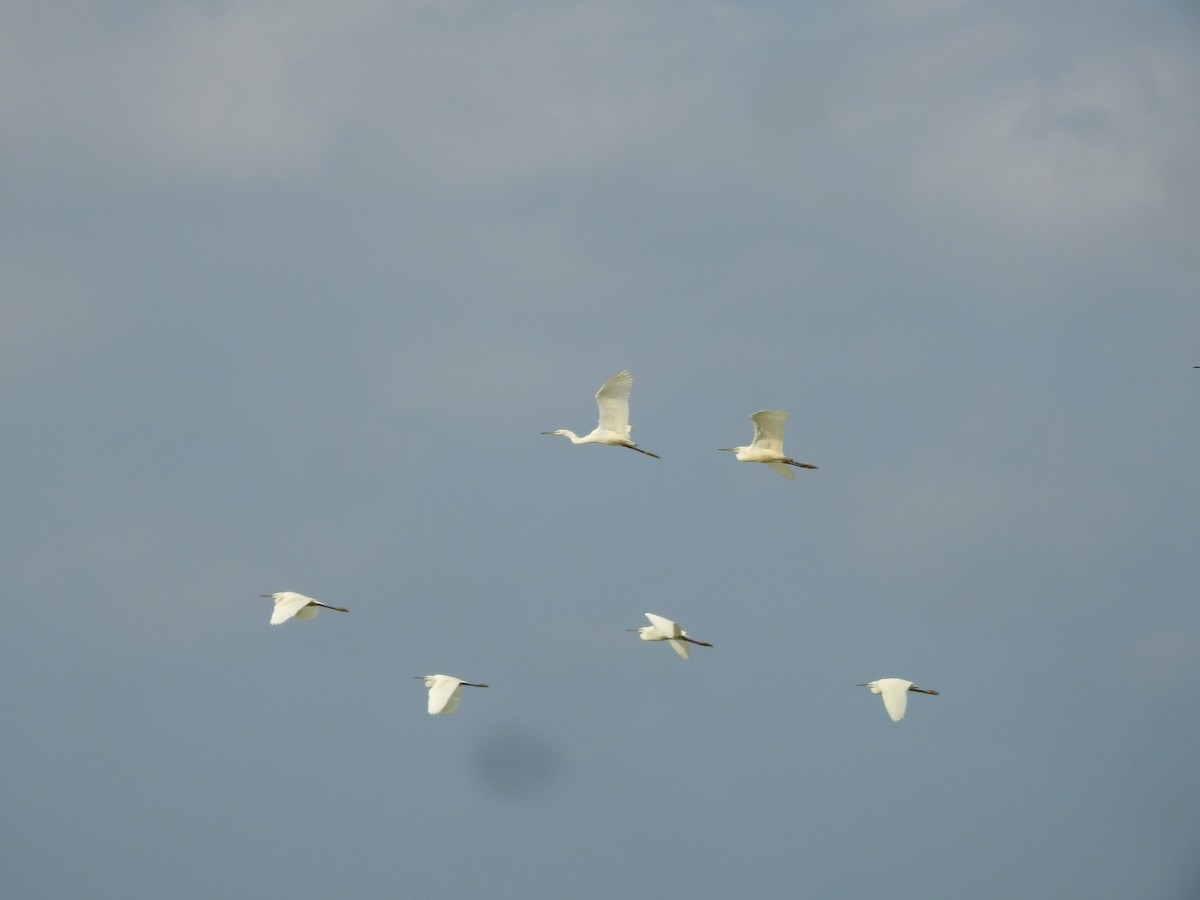 Little Egret - ML646452397