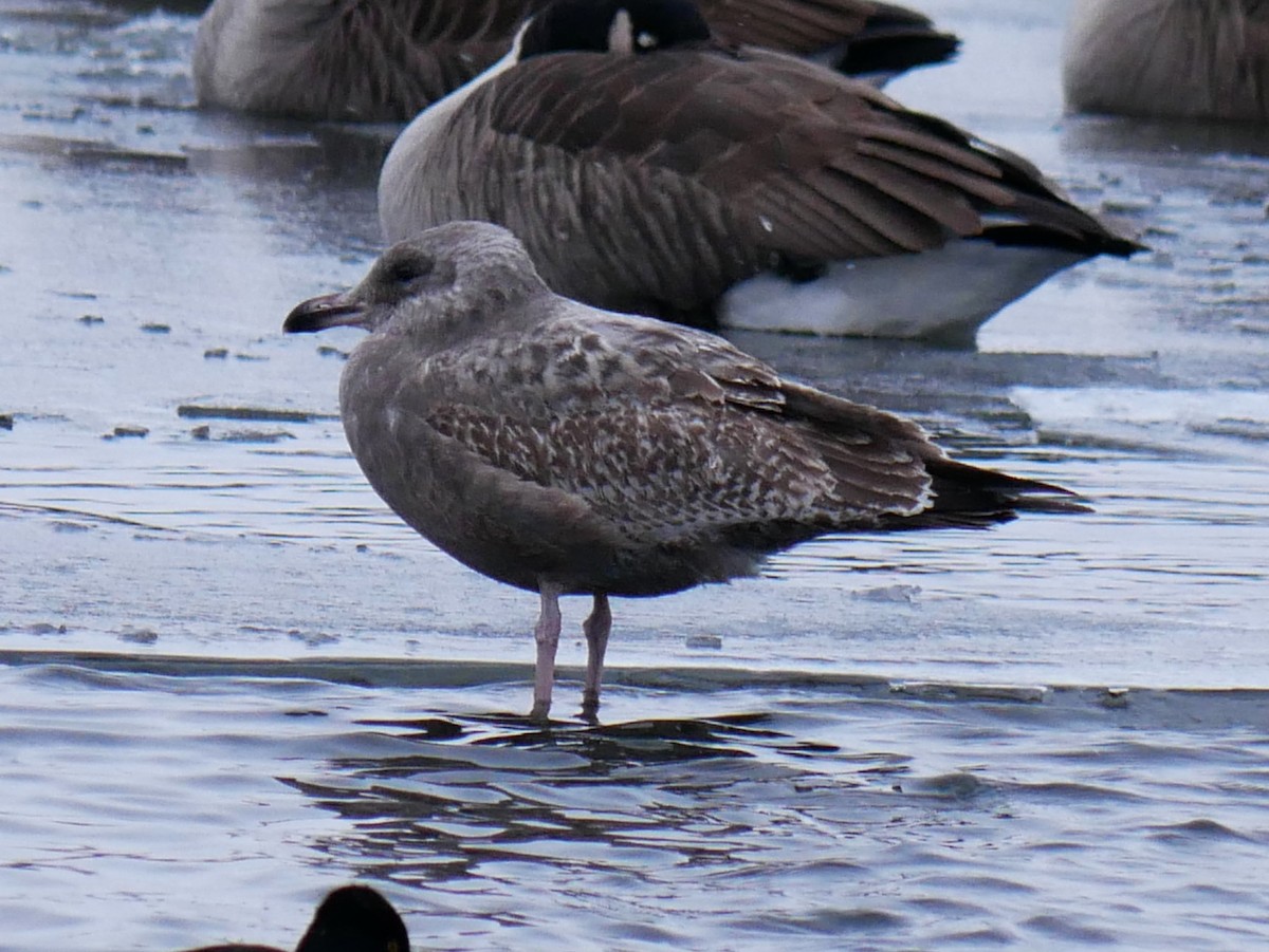American Herring Gull - ML646452401