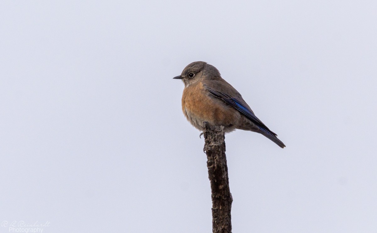 Western Bluebird - ML646452402