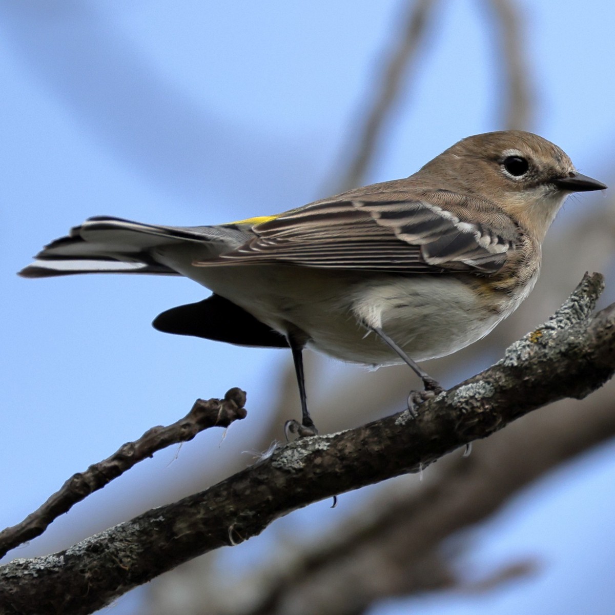 Yellow-rumped Warbler - ML646452410