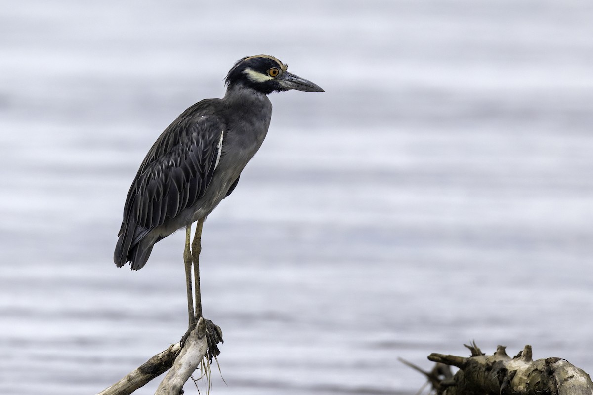 kvakoš žlutočelý - ML646452412