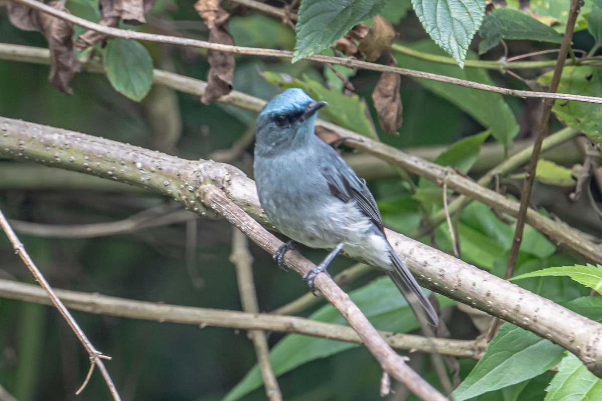 Dull-blue Flycatcher - ML646452414