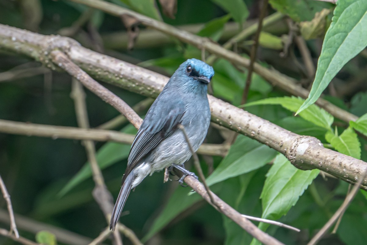Dull-blue Flycatcher - ML646452416