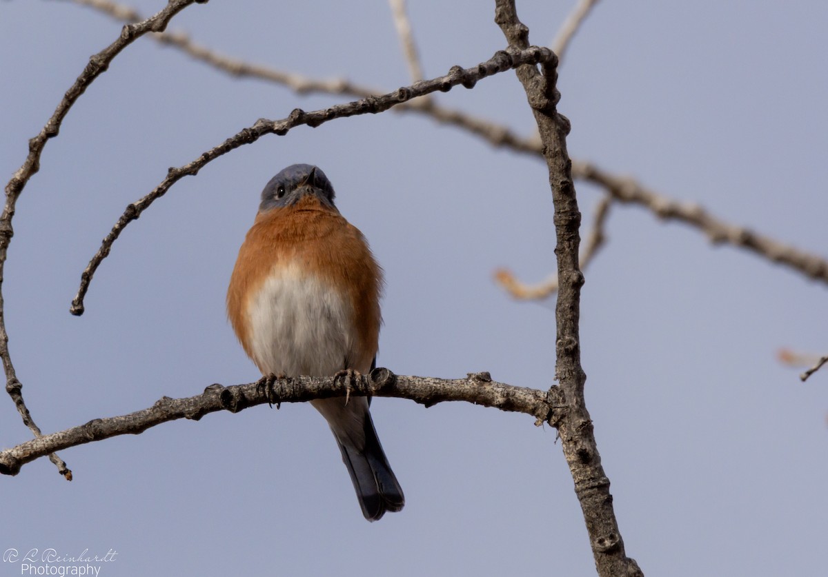 Eastern Bluebird - ML646452417