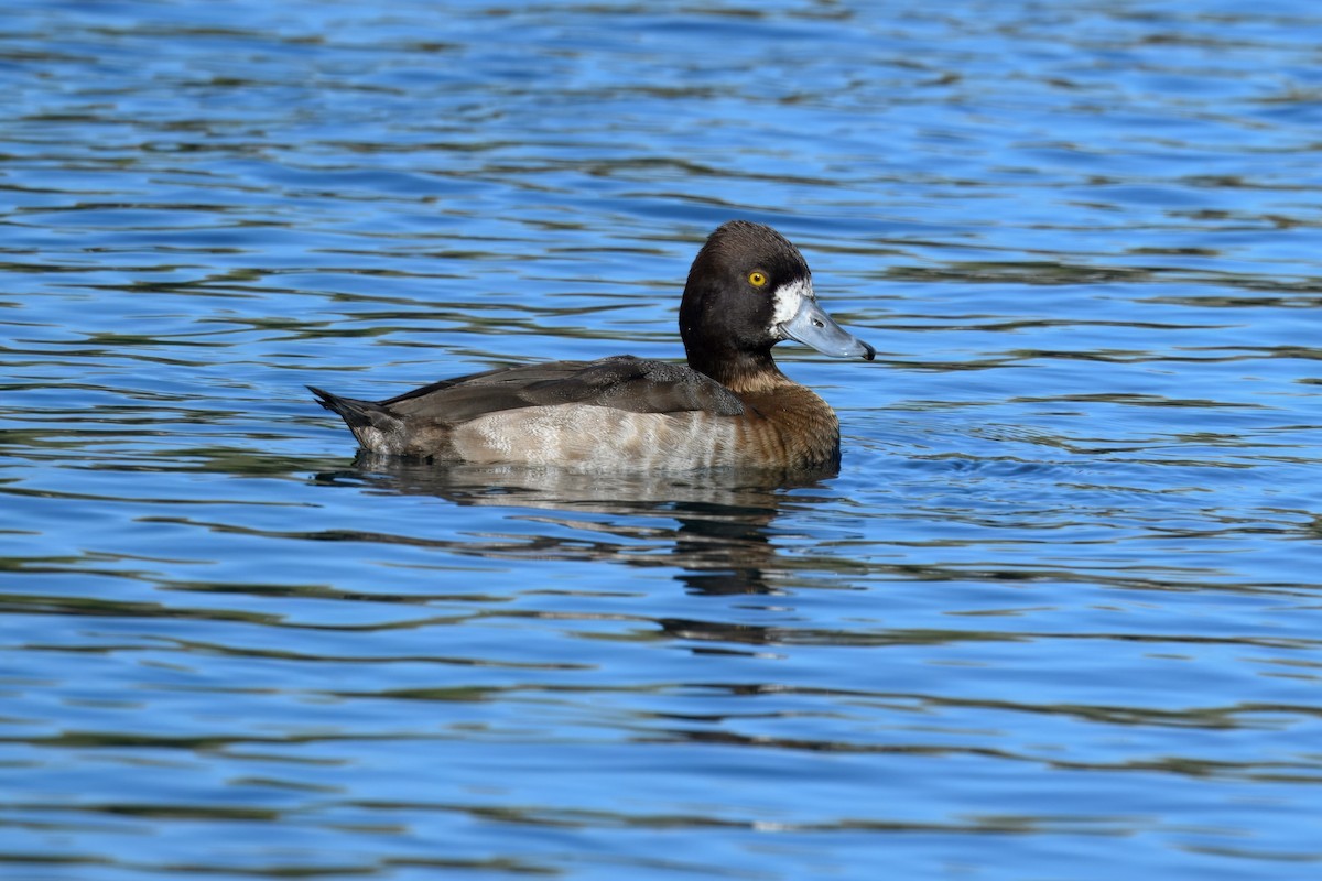 Lesser Scaup - ML646452419