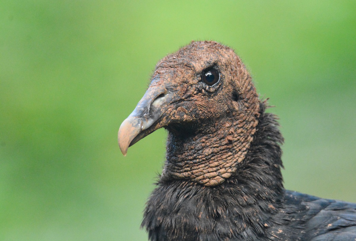 Black Vulture - ML646452420