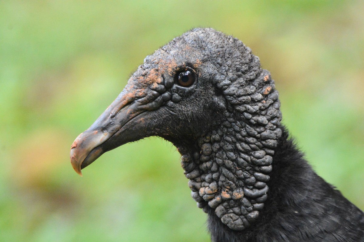 Black Vulture - ML646452421
