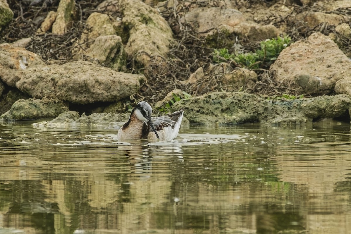 Wilson's Phalarope - ML646452423
