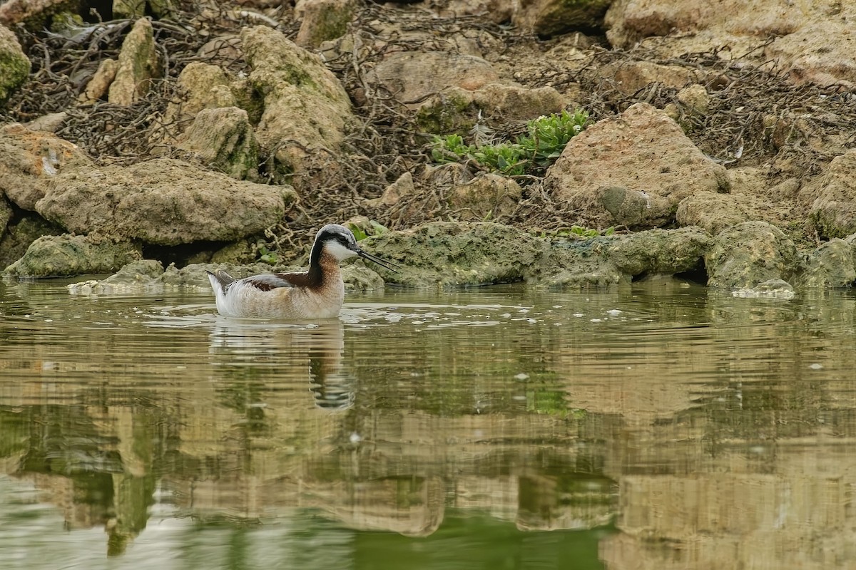 Wilson's Phalarope - ML646452426