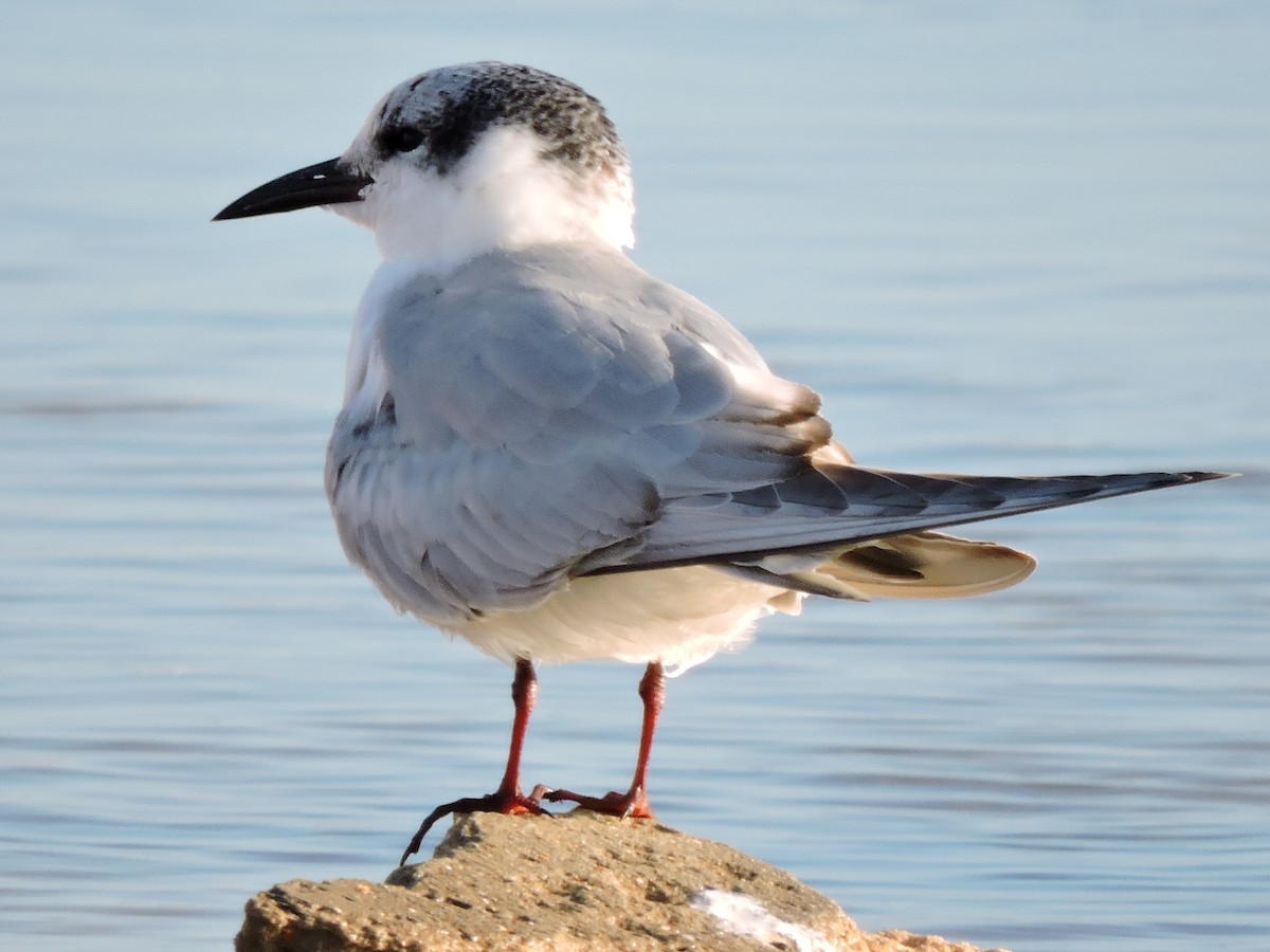 Whiskered Tern - ML646452428