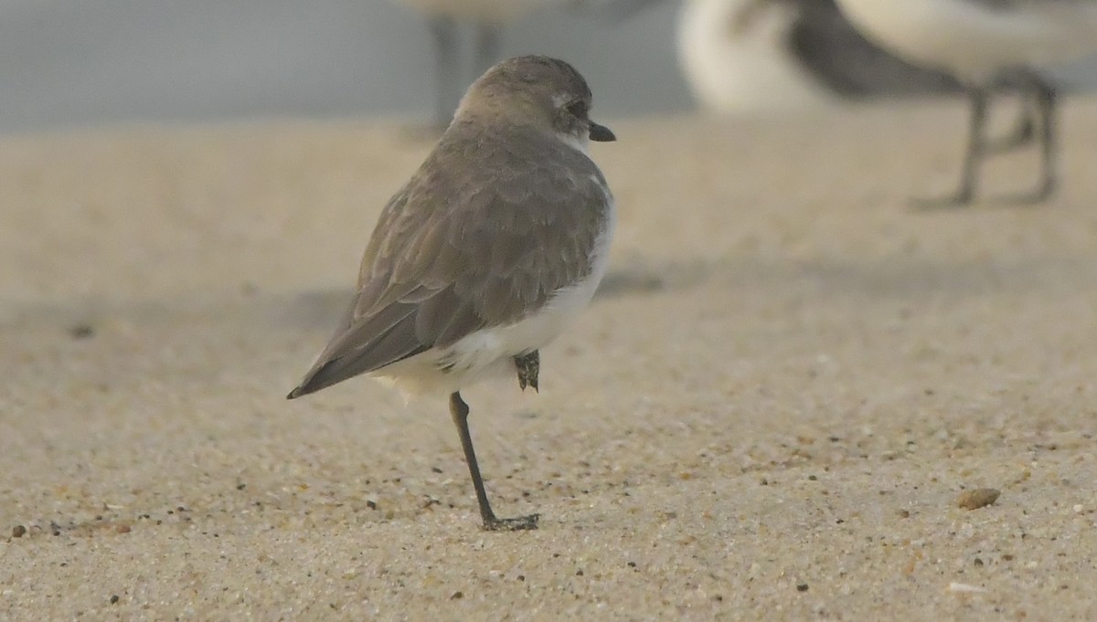 Tibetan Sand-Plover - ML646452432