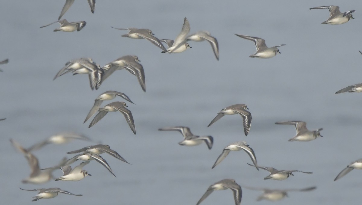 Tibetan Sand-Plover - ML646452433