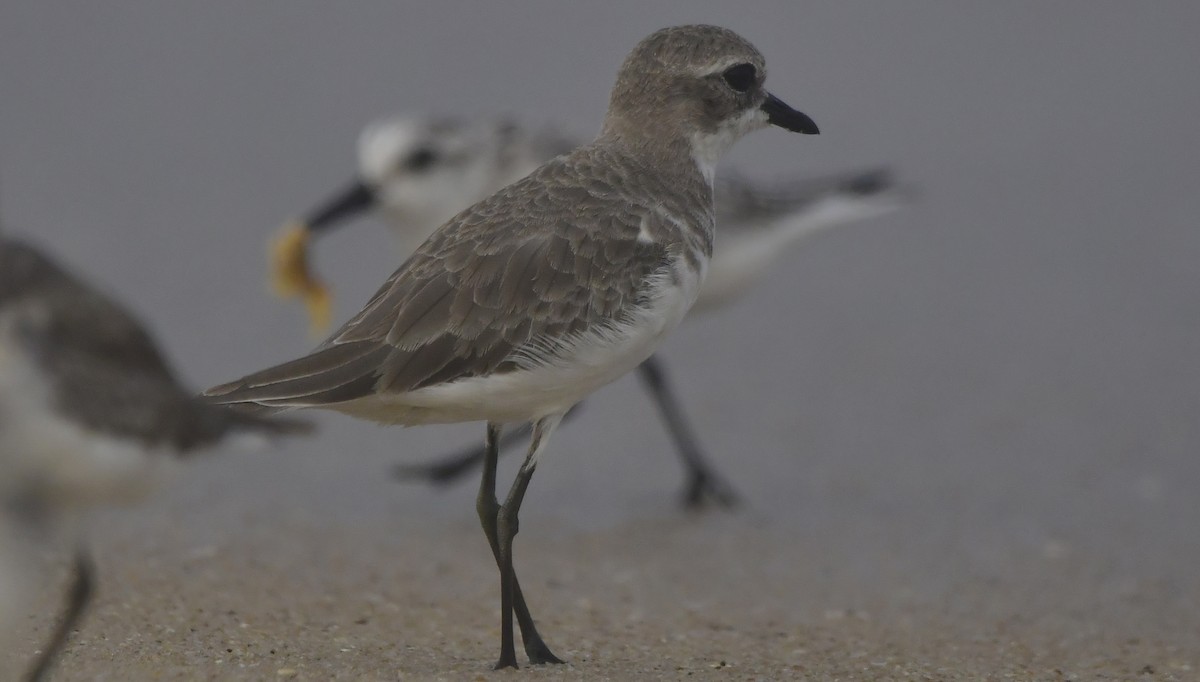 Tibetan Sand-Plover - ML646452434