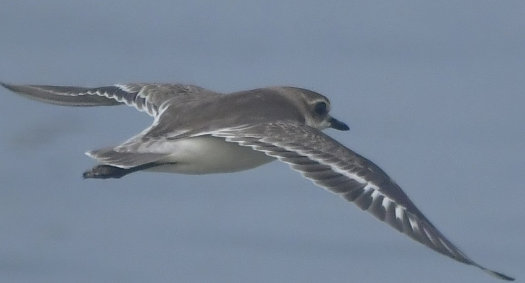 Tibetan Sand-Plover - ML646452435