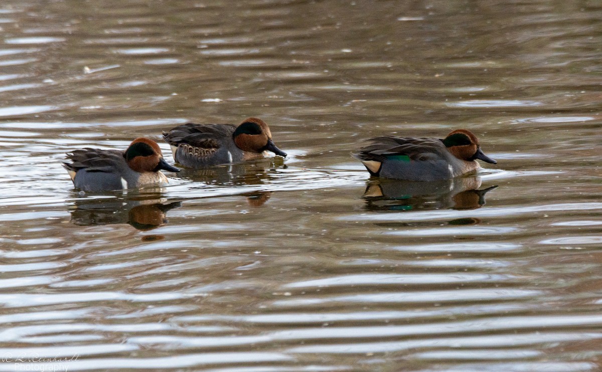 Green-winged Teal - ML646452436