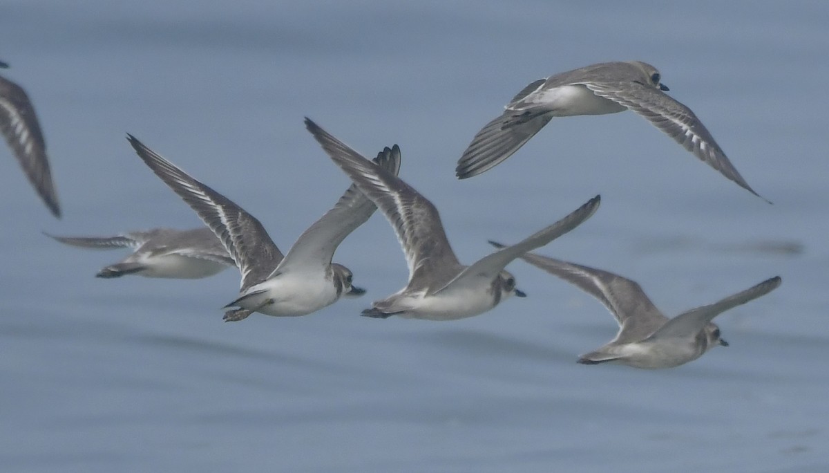 Tibetan Sand-Plover - ML646452437