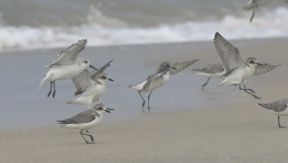 Tibetan Sand-Plover - ML646452438