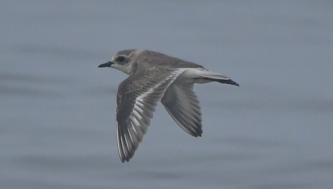 Tibetan Sand-Plover - ML646452439