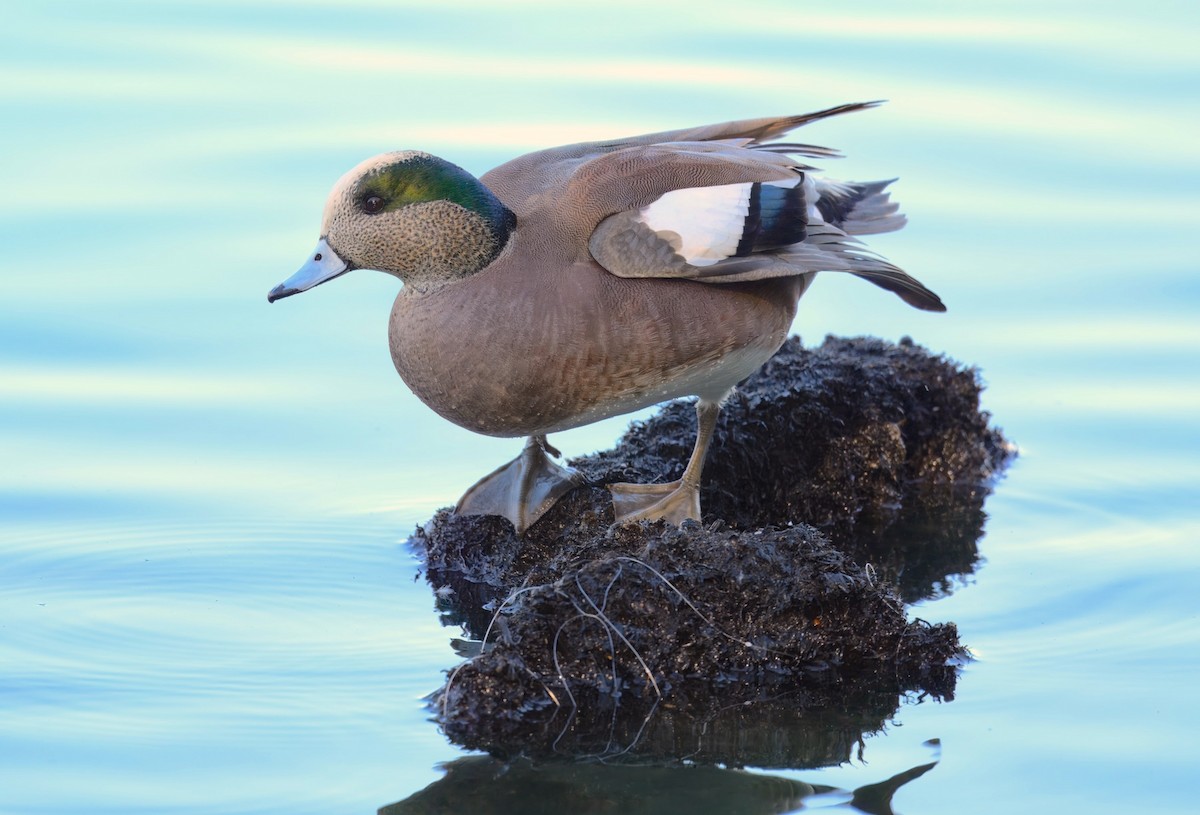American Wigeon - ML646452440