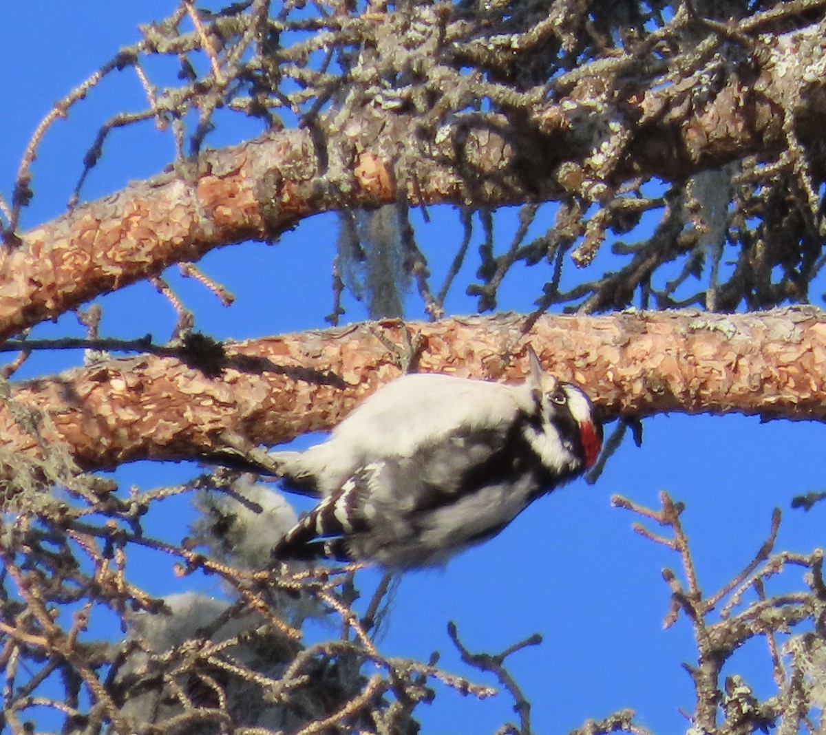 Hairy Woodpecker - ML646452442