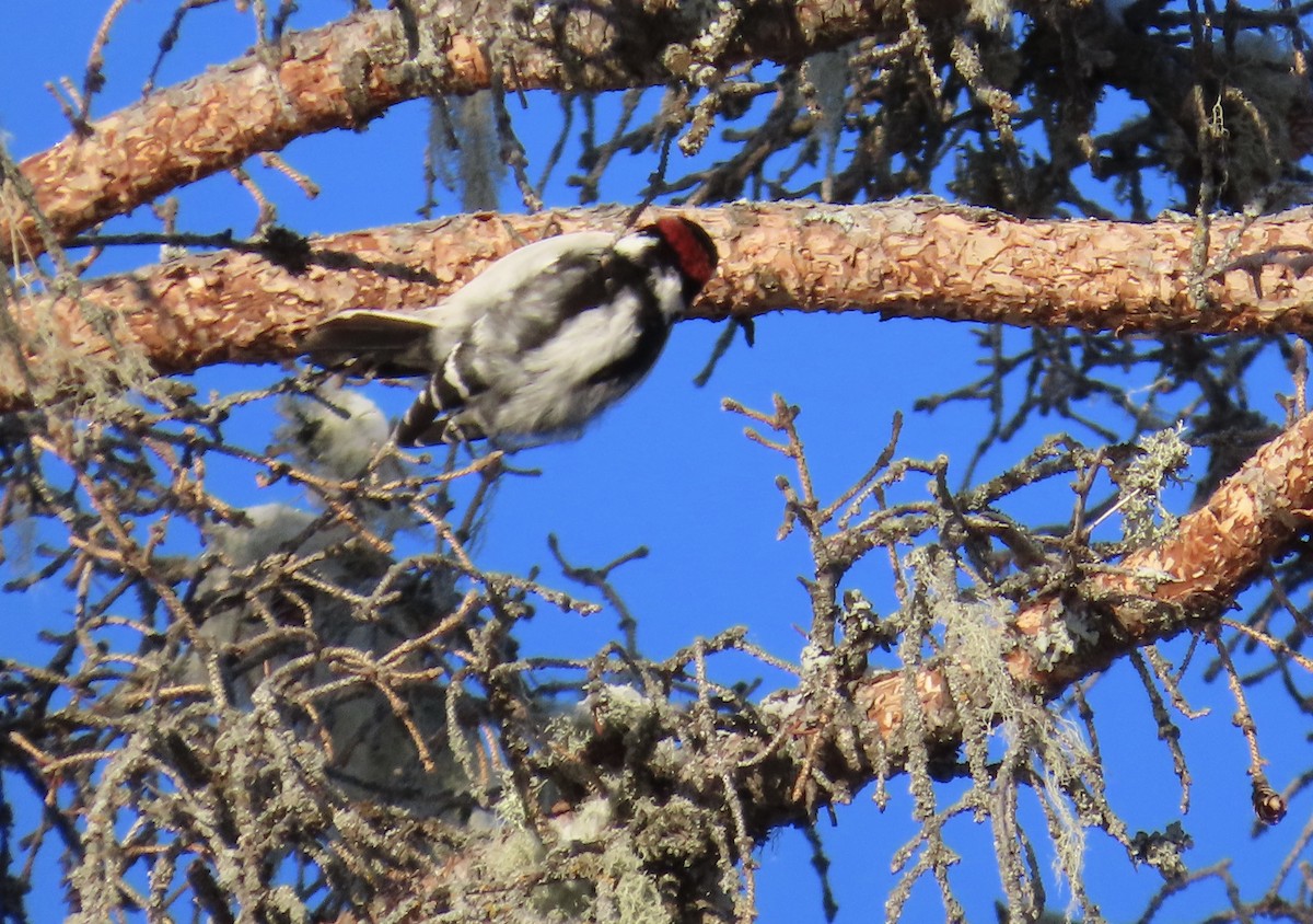 Hairy Woodpecker - ML646452443