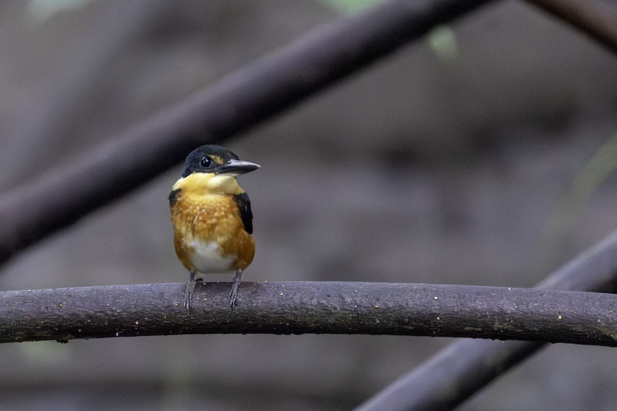 bronseisfugl - ML646452444