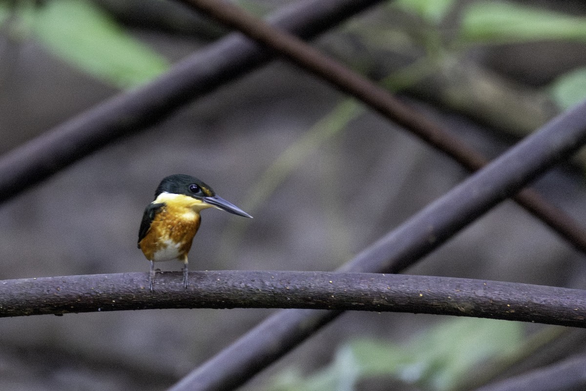 bronseisfugl - ML646452445