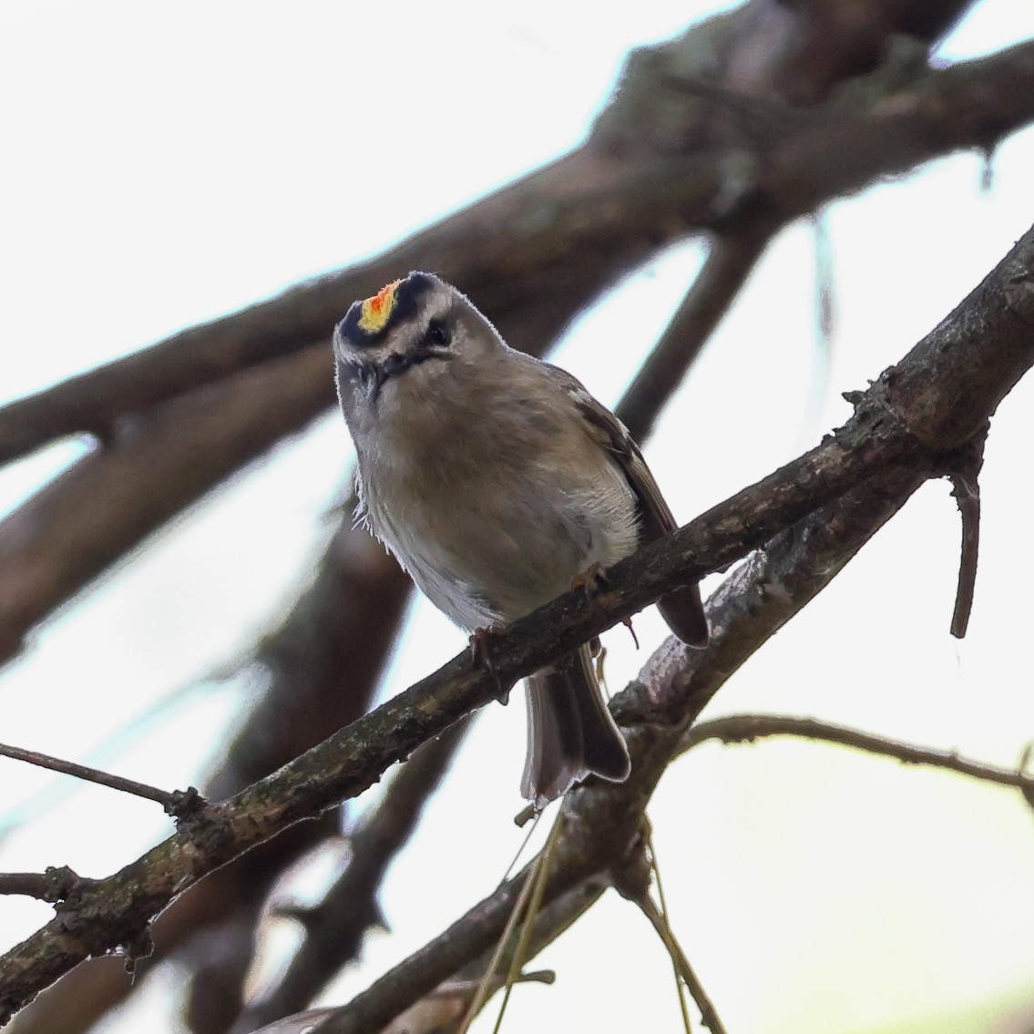 Golden-crowned Kinglet - ML646452450
