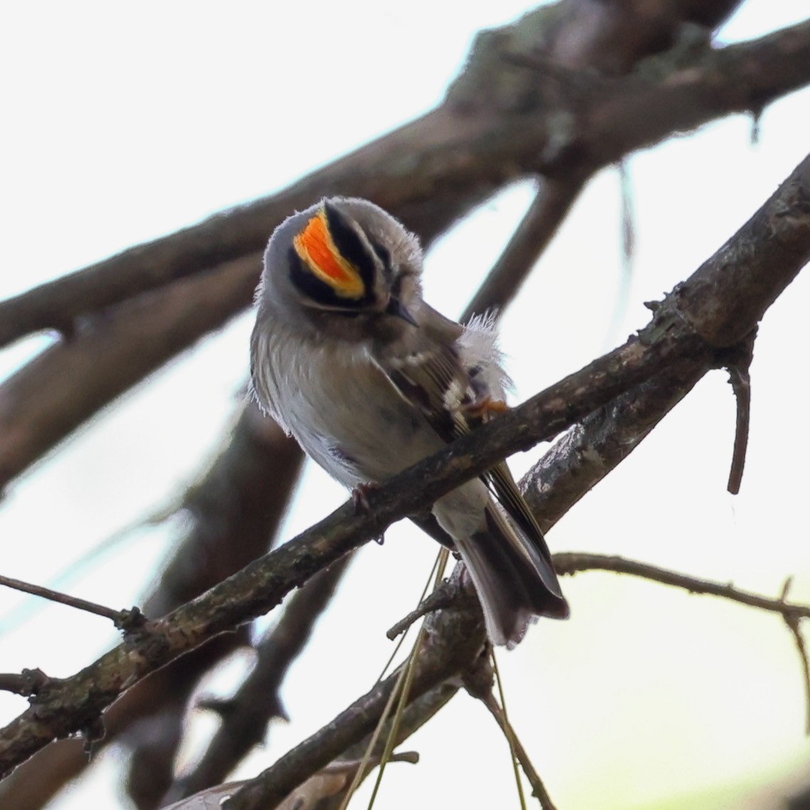 Golden-crowned Kinglet - ML646452452