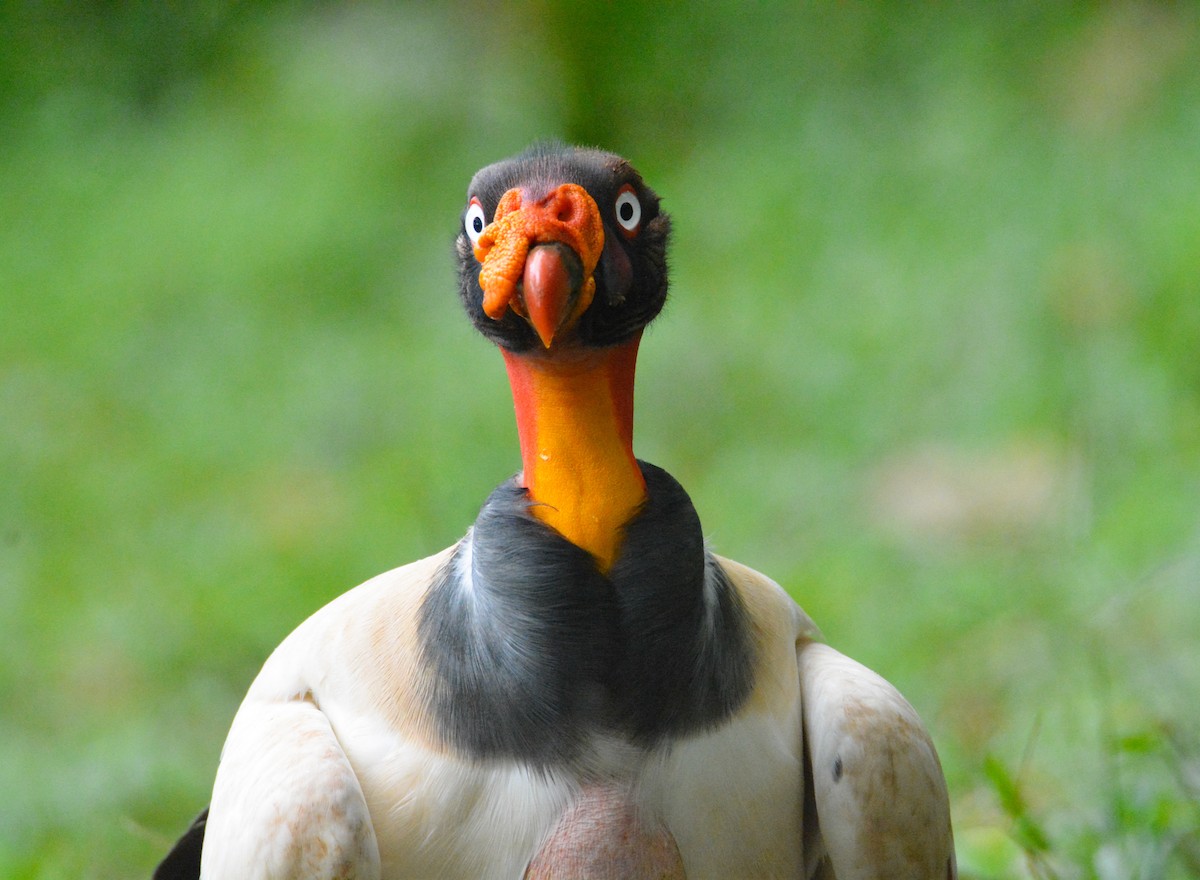 King Vulture - ML646452453