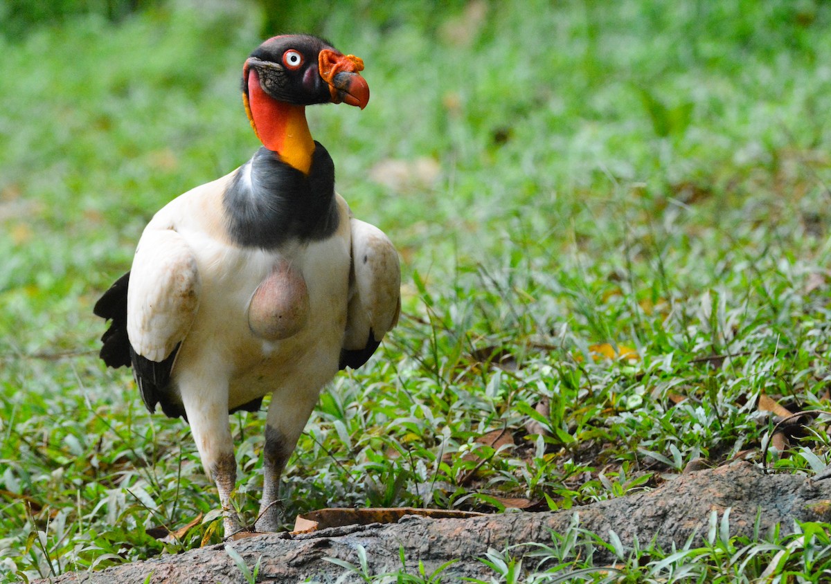 King Vulture - ML646452454