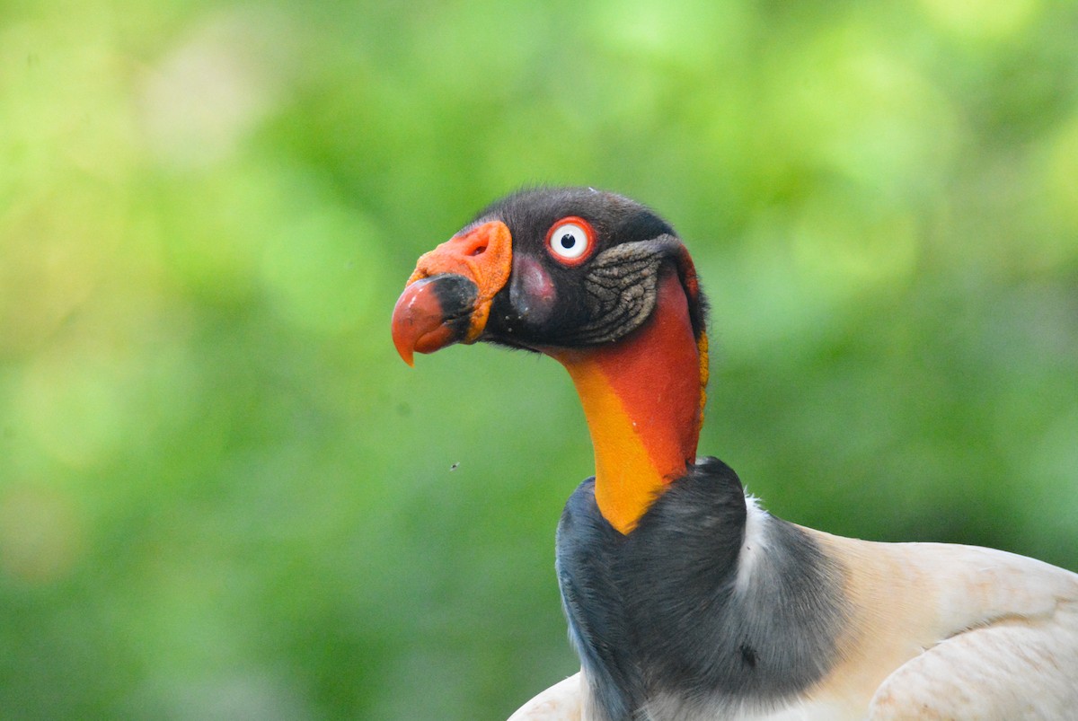 King Vulture - ML646452455