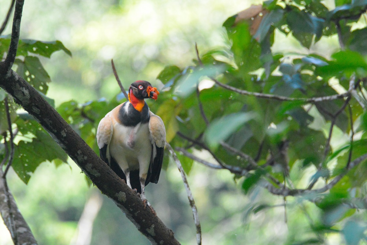 King Vulture - ML646452456