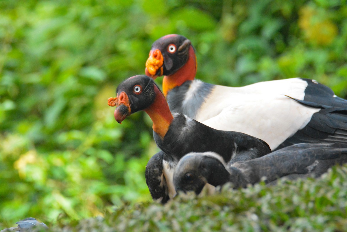 King Vulture - ML646452457