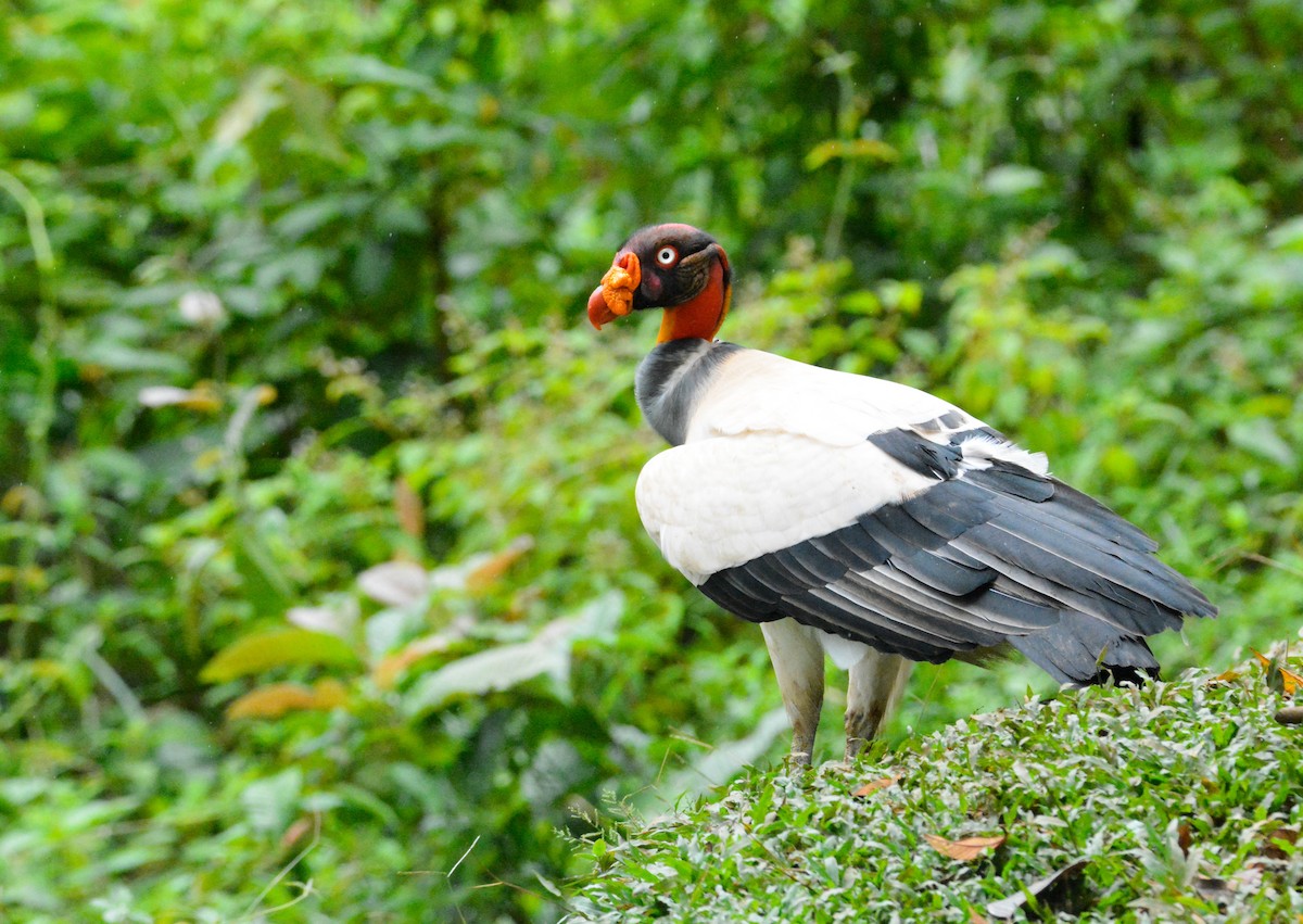 King Vulture - ML646452458