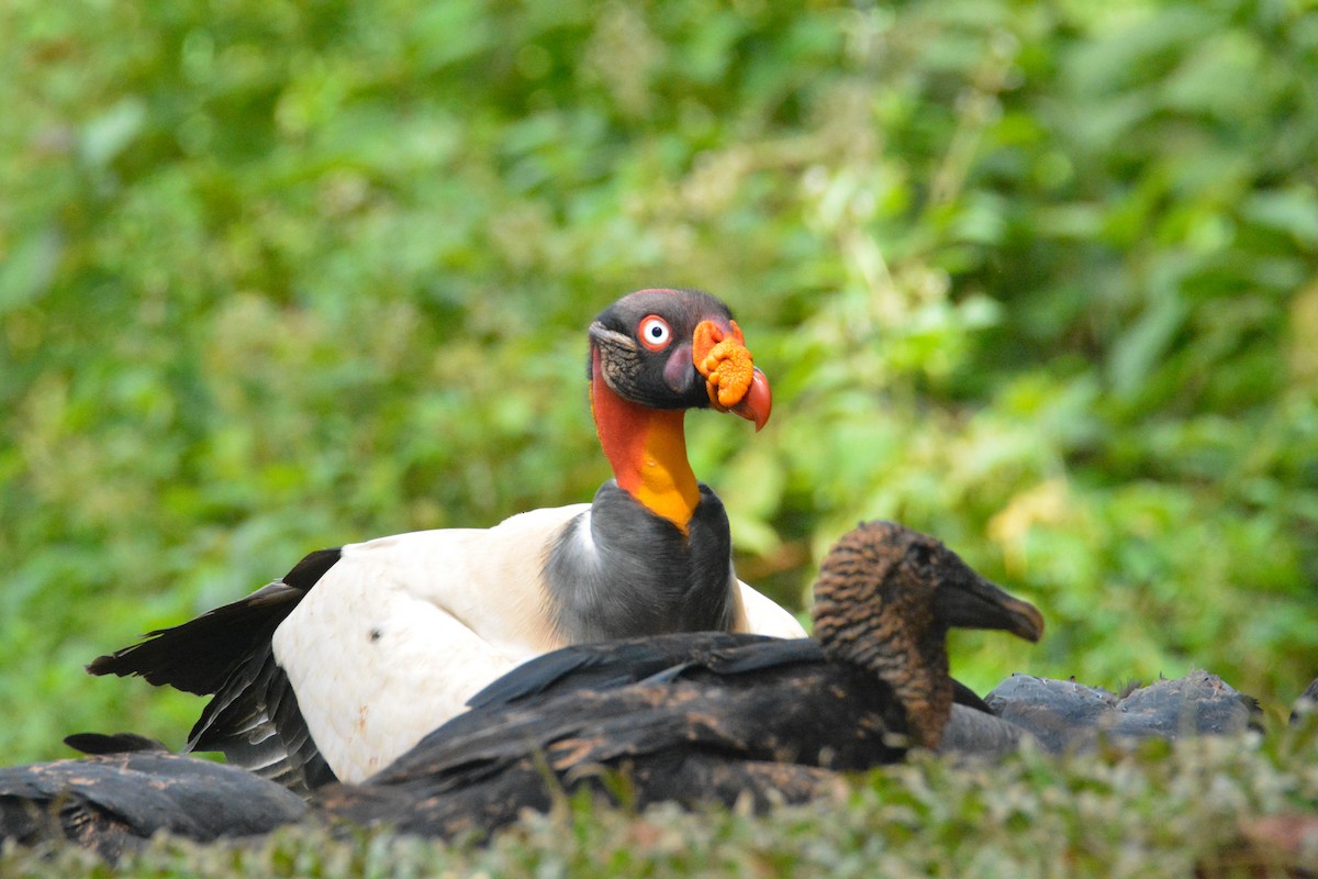 King Vulture - ML646452459