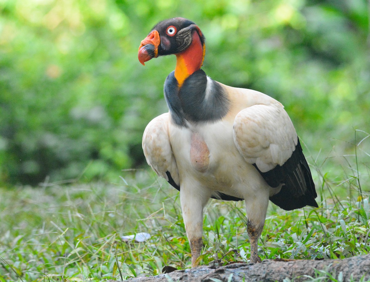 King Vulture - ML646452460