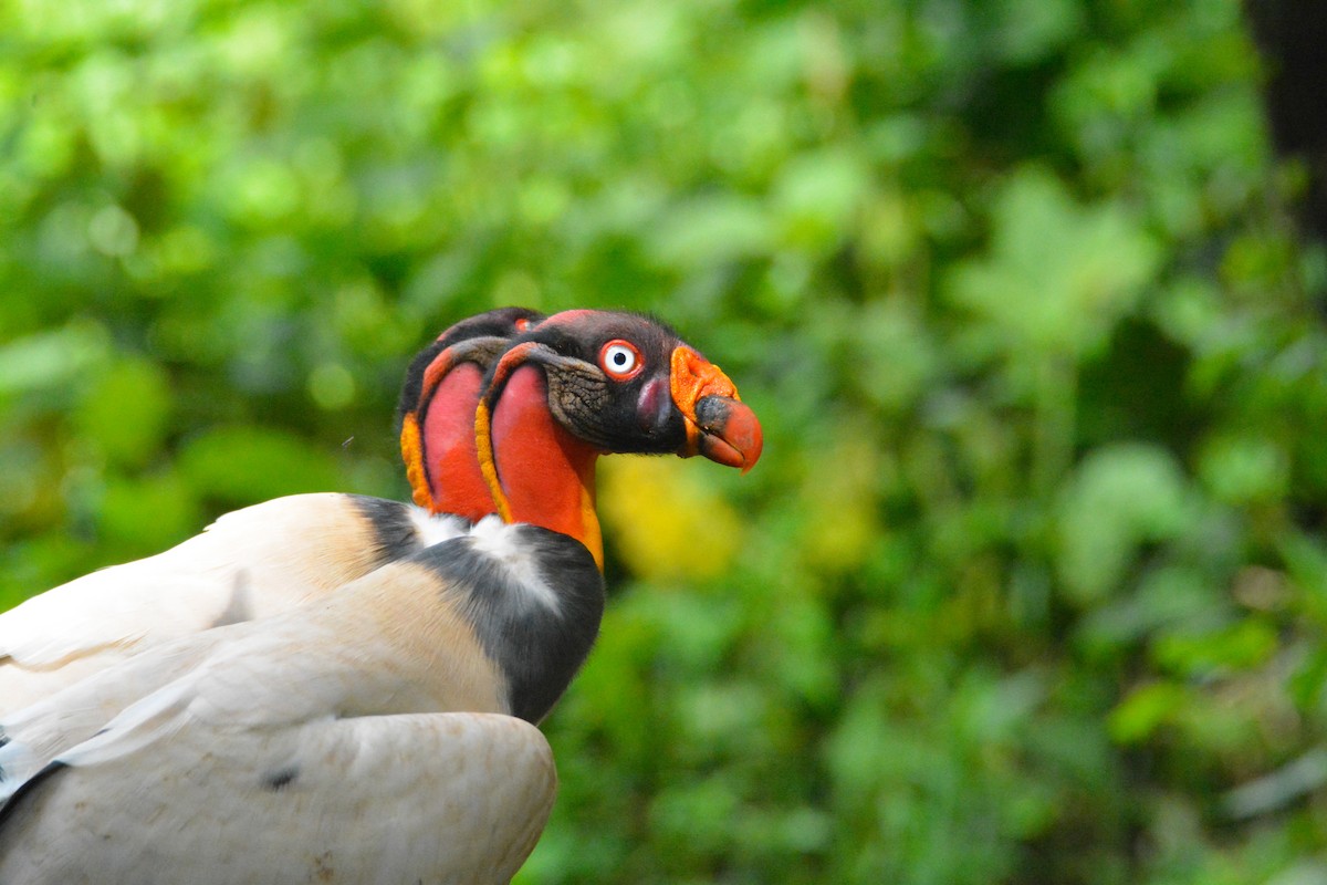 King Vulture - ML646452462