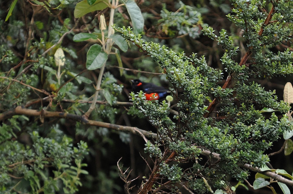 Scarlet-bellied Mountain Tanager - ML646452466