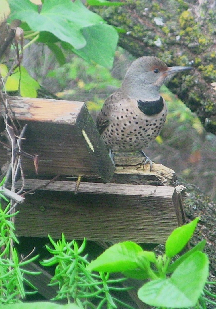 Northern Flicker - ML646452469
