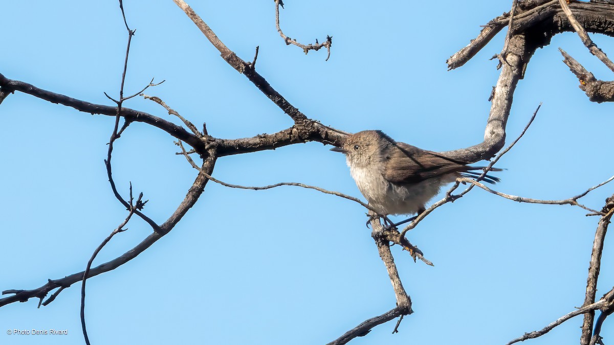 Chestnut-rumped Thornbill - ML646452470