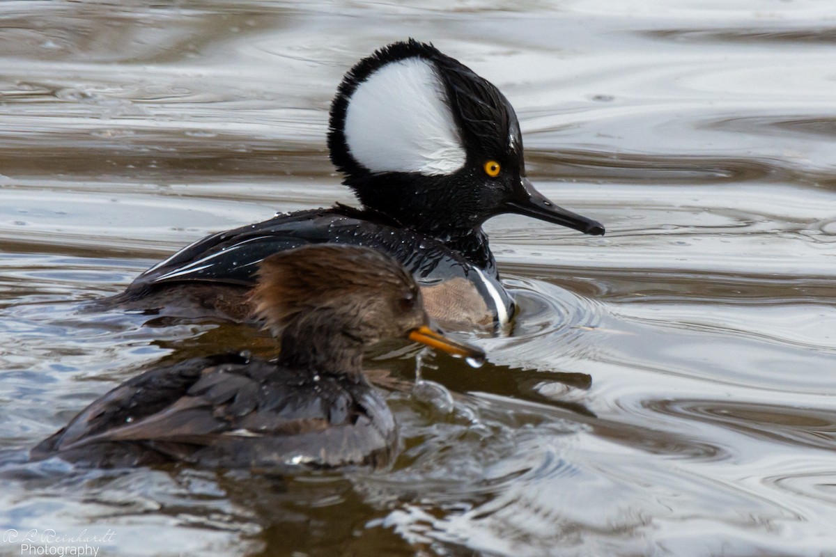 Hooded Merganser - ML646452471