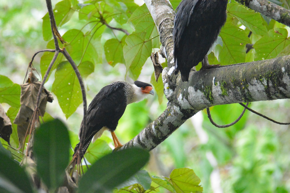 Crested Caracara - ML646452475