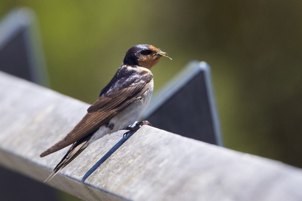 Welcome Swallow - ML646452476