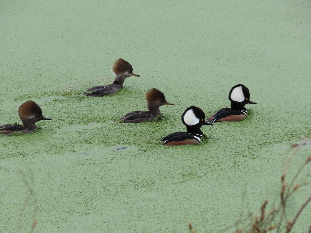 Hooded Merganser - ML646452477