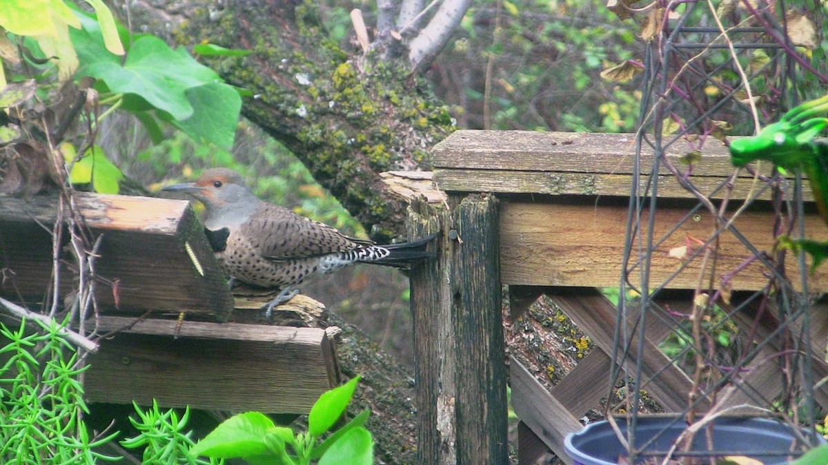 Northern Flicker - ML646452480