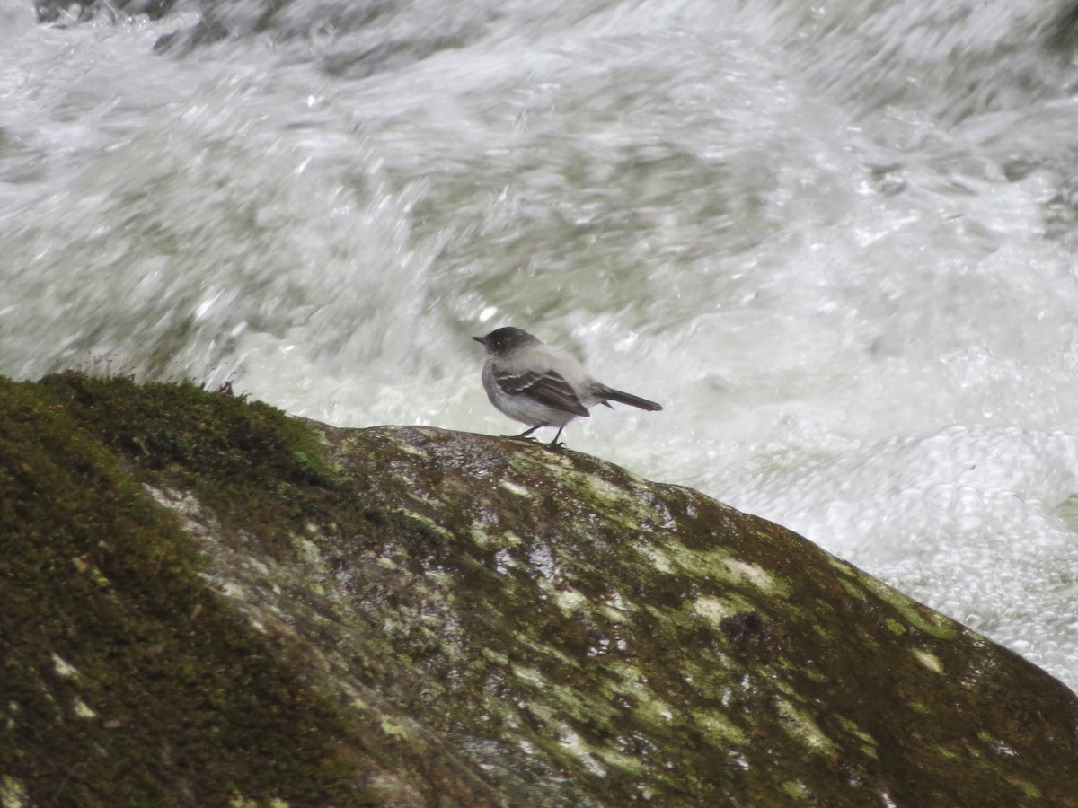 Torrent Tyrannulet - ML646452483